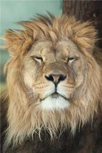 Living the Life of a Lion Journal