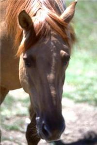 Equine Journal Horse With Mane