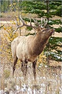 An Elk with Antlers Calling in the Woods Journal