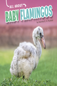 Baby Flamingos