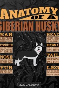 Anatomy Of A Siberian Husky