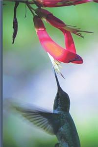 Hummingbird Journal