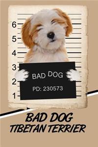 Bad Dog Tibetan Terrier