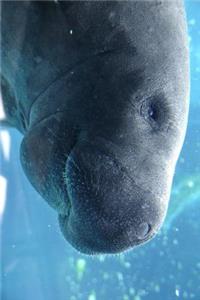 Florida Manatee Underwater Journal
