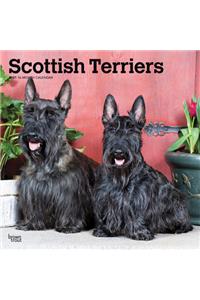 Scottish Terriers 2021 Square