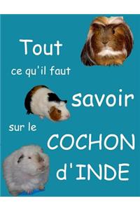 Tout Ce Qu'il Faut Savoir Sur Le Cochon d'Inde