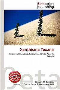 Xanthisma Texana