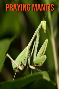 Praying Mantis