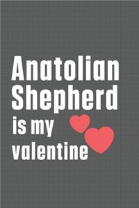 Anatolian Shepherd is my valentine
