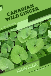 Canadian Wild Ginger
