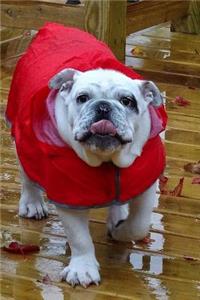 English Bulldog in a Red Raincoat Journal