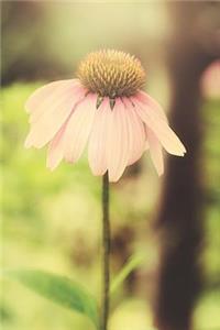 Coneflower Dreams