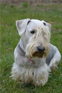 The Cesky Terrier Dog Journal