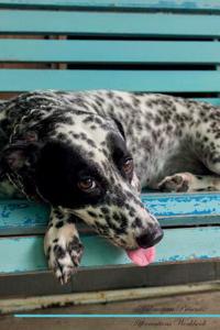 Dalmatian Affirmations Workbook Dalmatian Presents: Positive and Loving Affirmations Workbook. Includes: Mentoring Questions, Guidance, Supporting You.