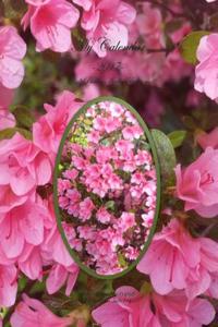 My Calendar - 2017 - Pink Passion Azaleas Edition: The House of Ivy
