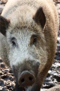 Close-Up of a Boar Animal Journal