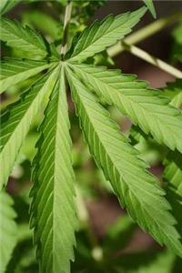 Cannabis Leaf Journal