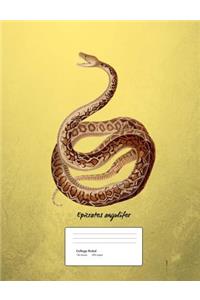 Snake Boa Constrictor Composition Book College Ruled