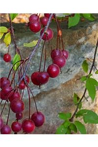 School Composition Book Autumn Tree Plump Red Berries 130 Pages