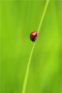 Ladybug and a Blade of Grass - Blank Notebook