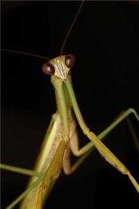 Praying Mantis