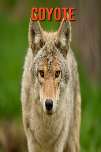 Coyote
