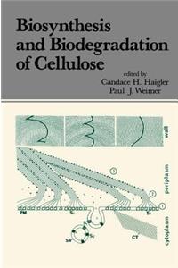 Biosynthesis and Biodegradation of Cellulose