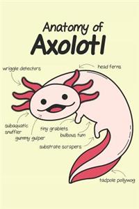 Anatomy of Axolotl