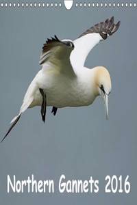 Northern Gannets (UK-Version) 2016