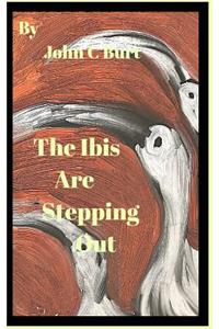 The Ibis Are Stepping Out.