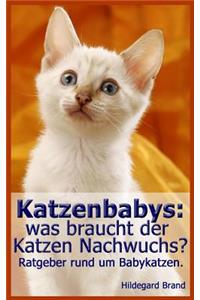 Katzenbabys