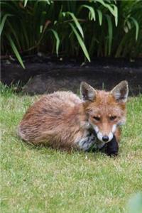 Resting Fox Animal Journal