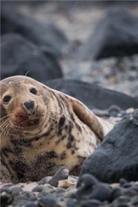 A Seal on a Rocky Shore Animal Journal