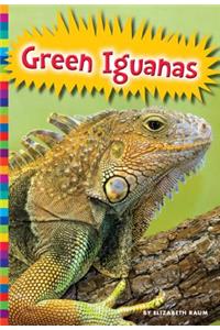 Green Iguanas