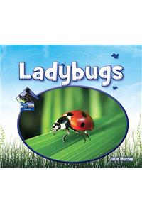 Ladybugs