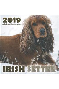 Irish Setter 2019 Mini Wall Calendar