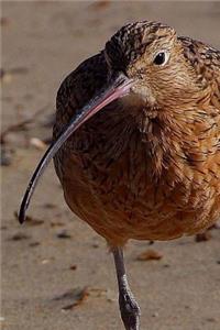 Dunlin Bird Journal (Calidris Alpina): 150 Page Lined Notebook/Diary