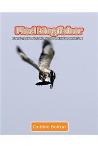 Pied Kingfisher: Fun Facts and Amazing Photos of Animals in Nature