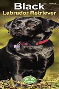 Black Labrador Retriever 2023 Slim Calendar