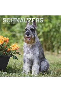 Schnauzers 2019 Square Foil