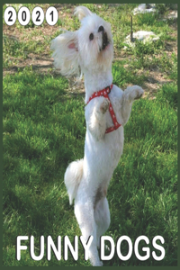Funny Dogs