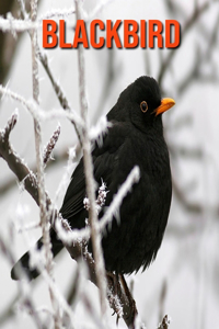 Blackbird