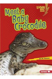 Meet a Baby Crocodile