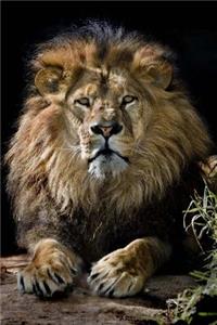 MindBlowing Cute Big Cats Journal 20