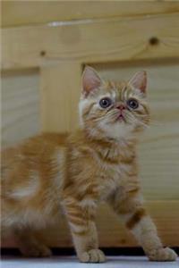 The Exotic Shorthair Cat Journal 