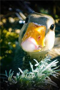A Curious Greylag Goose Up Close Journal
