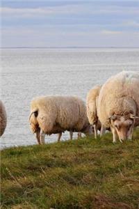 Grazing Sheep by the Water in The Netherlands Journal