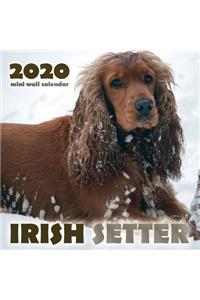 Irish Setter 2020 Mini Wall Calendar