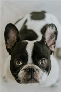 French Bulldogs Dog Pup Puppy Doggie Notebook Bullet Journal Diary Composition Book Notepad - Look Up