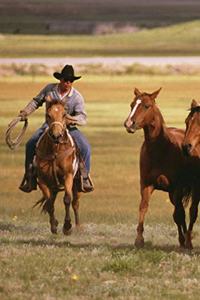 2020 Daily Planner Horse Photo Equine Cowboy Herding Ranch 388 Pages